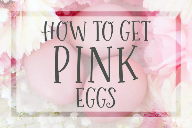 How to Get Pink Eggs