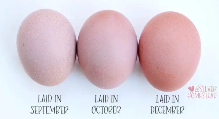 heavy bloom pink eggs laid at different months of the year, light pink, blush and pinky brown in a row