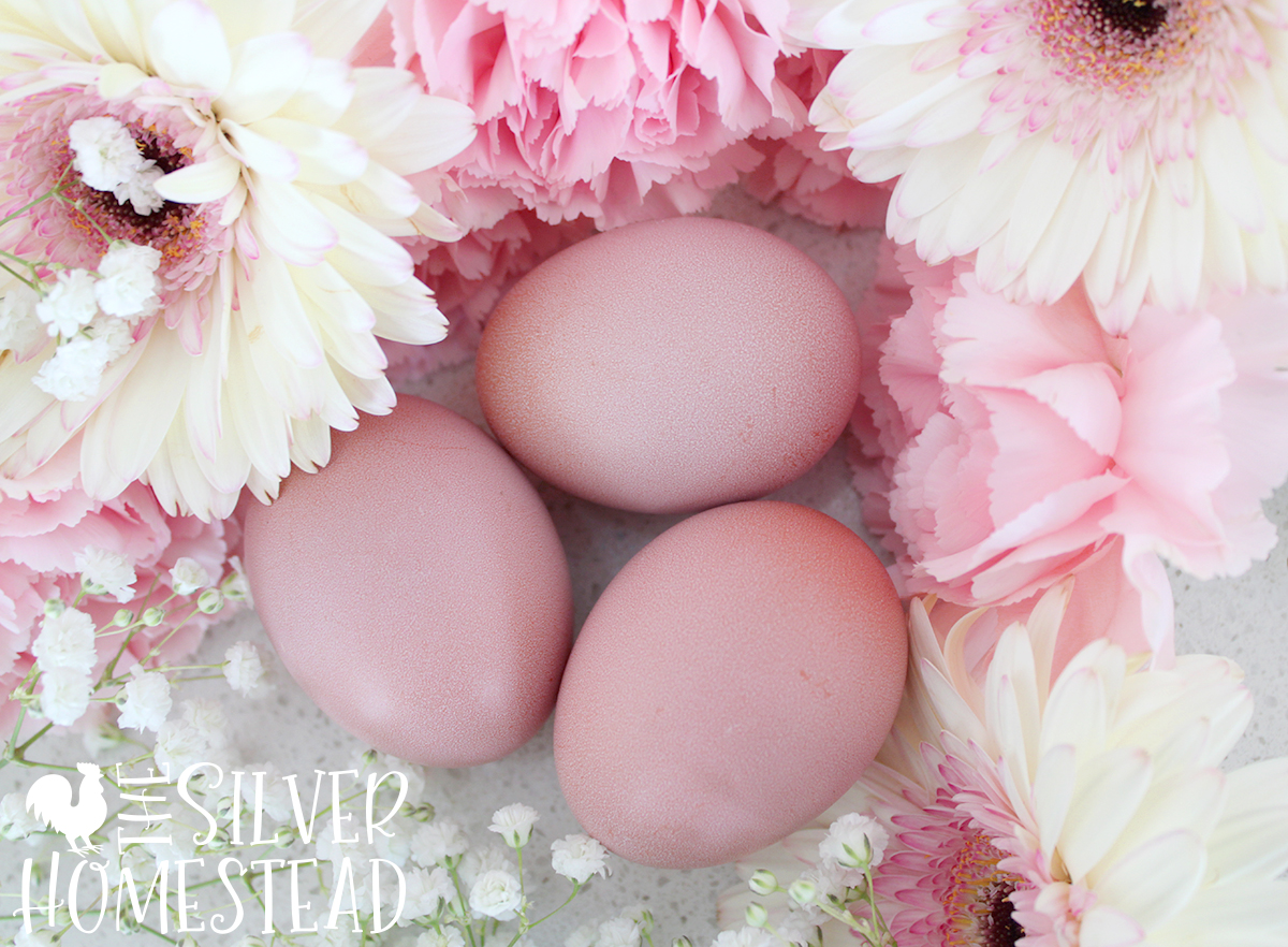 https://silverhomestead.com/wp-content/uploads/2023/12/Pink-Easter-Egger-Eggs-heavy-bloom-egg-pinkish-pinky-hue-colored-bloomed-layer-laying-chicken-3-with-flowers-1.jpg