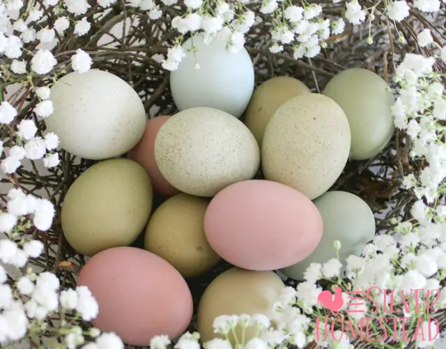 blue, green and pink Easter Egger eggs in a birds nest with white flowers