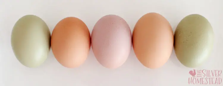 a row of pink, peach and green easter egger eggs