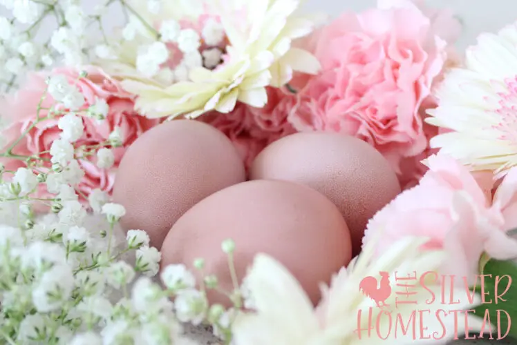 How to Get Pink Easter Egger Eggs chicken chick chicks egg pinkish pinky cotton candy bubble gum light ballerina faint whitish thick very heavy bloom bloomed bloomy cuticle looking purple hued color colored tinted toned brown cream blush flesh peach peachy