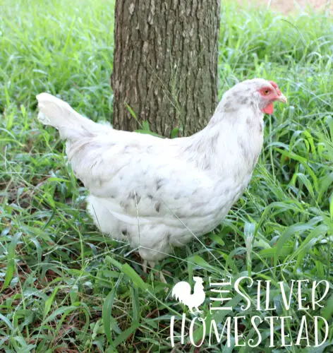 a Splash Feathered Olive Egger hen on grass
