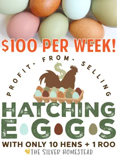 Selling Hatching Eggs Make income from 10 hens and 1 rooster easter egger speckled olive F1 F2 F3 F4 F5 F6 F7 F8 F9 F10 breeder breeding colored eggs fertile fertilized incubator sell income profit side hustle backyard chickens pay for feed cover costs heavy bloom pink purple lavender blue aqua green olive deep dark chocolate back cross back-cross copper marans eggs pics pictures images photos labeled coop building plans homestead homesteading income finances help
