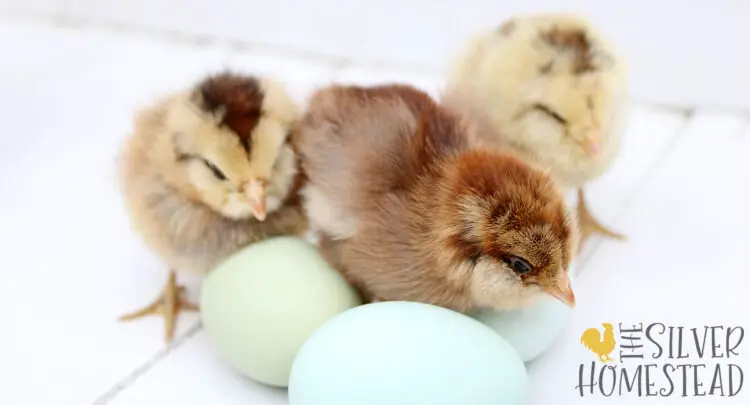 fluffy faced chicken chicks next to blue and green eggs