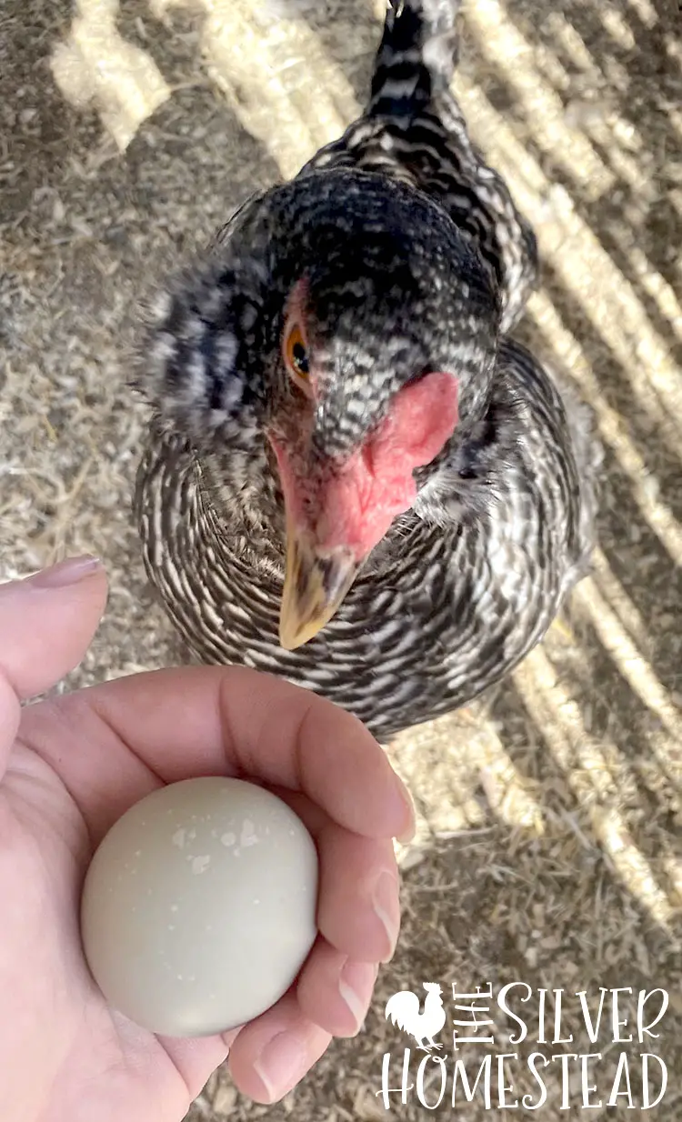 a barred olive egger hen with muffs and fluffy cheeks