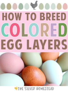 How to Breed Colored Egg Laying chickens color layers speckled easter egger olive eggers