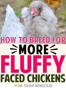 Breed for Muffs and Beard in Chickens bearded hens roosters muff fluffy faces faced poofy face cheek fluffs tufts tuft colored egg layers easter eggers olive eggers 