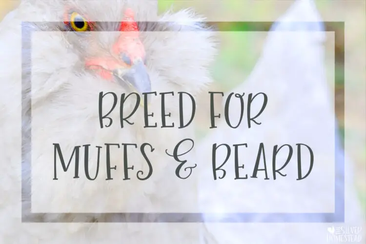 Breed for Muffs and Beard in Chickens bearded hens roosters muff fluffy faces faced poofy face cheek fluffs tufts tuft 