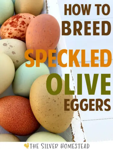 Breeding Speckled Olive Eggers speckle speckles dark deep green brown jade moss mossy spanish rich darker black copper marans chocolate freckled mustard flecked heavy bloom gray thick bloomy tint overlay Whiting True Blue Welsummer hybrid cross Ameraucana Blue Copper Marans rooster hen Americana Easter Egger combination breeding breeder egg color by breed F1 F2 F3 F4 F5 F6 F7 F8 F9 F10 F11 F12 F13 F14 Welly polka dot dotted farm fresh chicken eggs rare breed unique unusual weird colors colored layer laying pullets lay best eggs spearmint speckled sea foam OE SOE hatching eggs fertile fertilized incubator shipped hatch chick chicks bearded fluffy face faced tufted tufts muff beard drab khaki