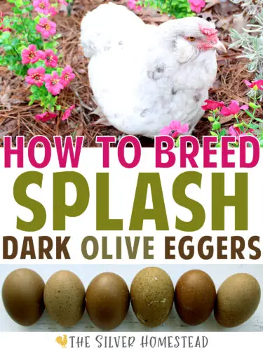 Breed Splash Feathered Olive Egger Chickens 