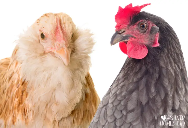 a buff colored bearded hen with a fluffy face and cheeks on the left next to a gray feathered, clean faced hen on the right
