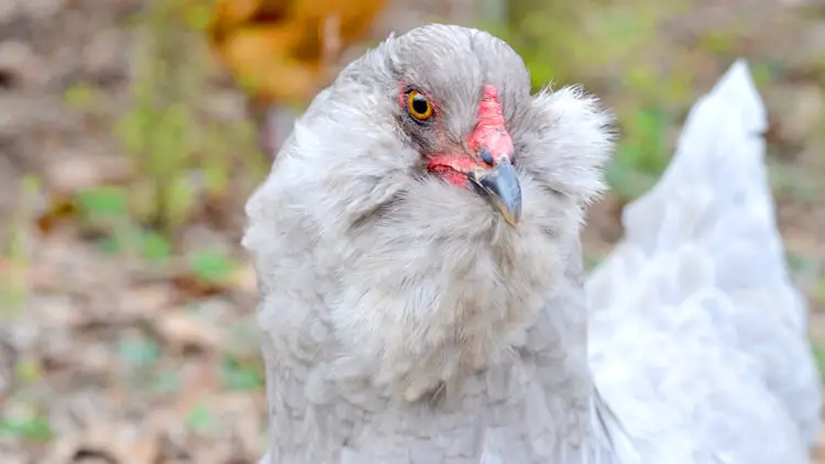 very light gray Easter Egger hen with large muffs and a beard in a garden