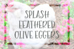 Breed Splash Feathered Olive Egger Chickens blue dilute feathers feather chicks chick down color lavender gray yellow white splashed polka dot dotted speckled olive eggs deep dark rich colored colorful speckling speckles dots freckled freckles darker back cross 1 2 3 4 5 F1 F2 F3 F4 F5 F6 F7 F8 F9 F10 F11 F12 filial gene genetics chart graphic infographic breeding egg color by breed darkest moss mossy heavy bloom bloomy khaki drab chocolate brown tinted tint overlay black blues BBS blue dilution genes visual graph graphics laying hen backyard chicken in hot bright pink flowers green spanish teal turquoise jade greenish olivey toned
