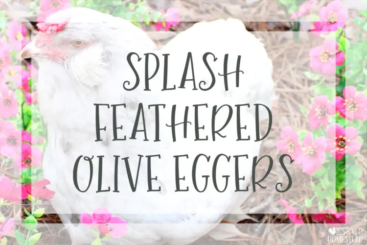 Breed Splash Feathered Olive Egger Chickens
