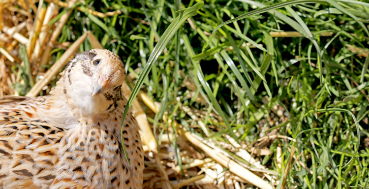 Italian feather color coturnix quail hen in grass