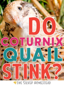 Do Backyard Coturnix Quail Stink? make smell smelly poop poops go away odor control 