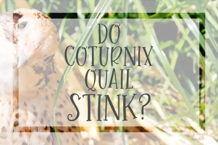 Do Backyard Coturnix Quail Stink? odor control for covey coop