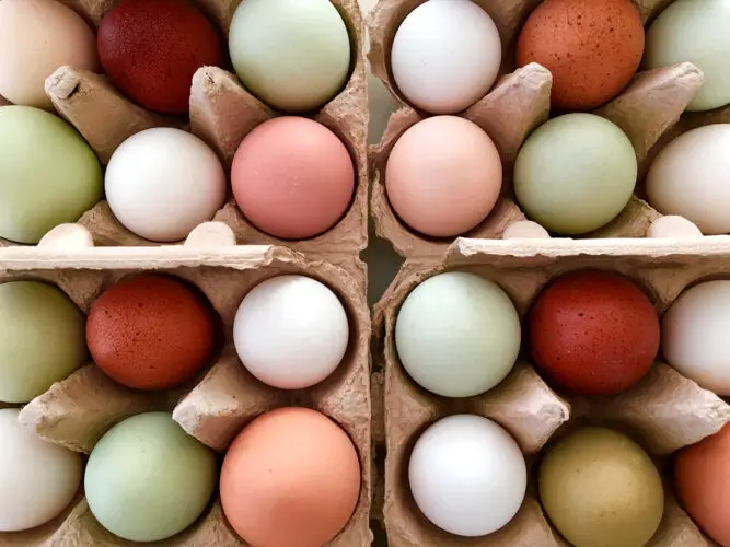 rainbow colored eating eggs in egg cartons
