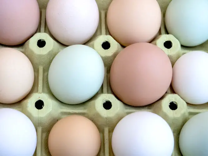 blue, green, white, cream, peach and pink rainbow eating eggs in a green egg carton