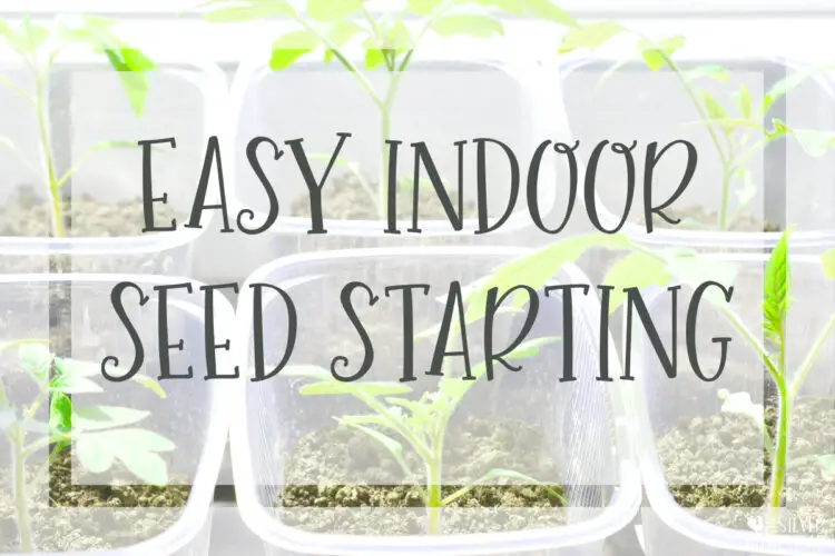 easy indoor seed starting fast cheap backyard vegetable gardening for beginners 