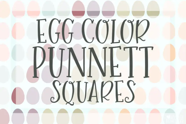 Egg Color Breeding Punnett Squares