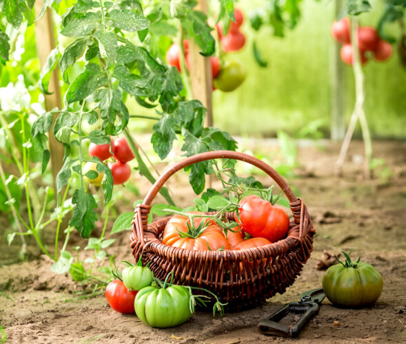 heirloom tomato plants with red tomatoes in a basket
