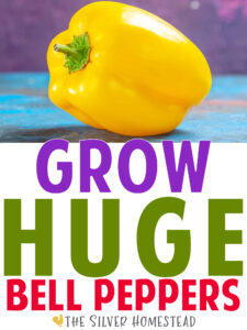 how to grow big bell peppers