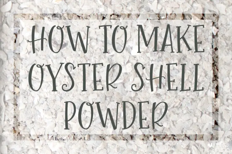 How to Make Oyster Shell Powder for Coturnix Quail Health