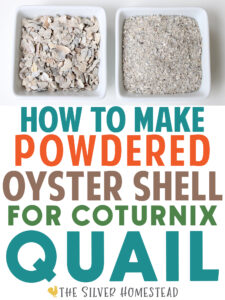 How to Make Oyster Shell Powder for Coturnix Quail 