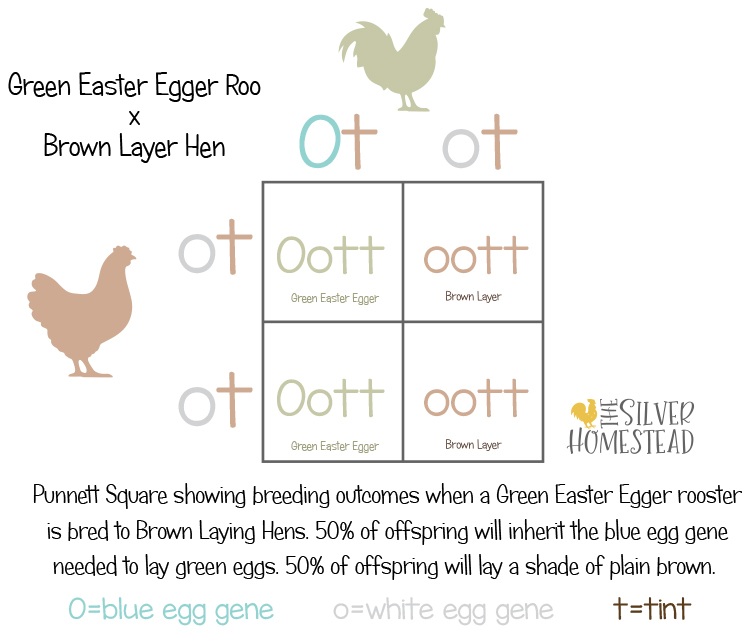 Egg Color Breeding Punnet Squares square green easter egger x brown egg layer cross