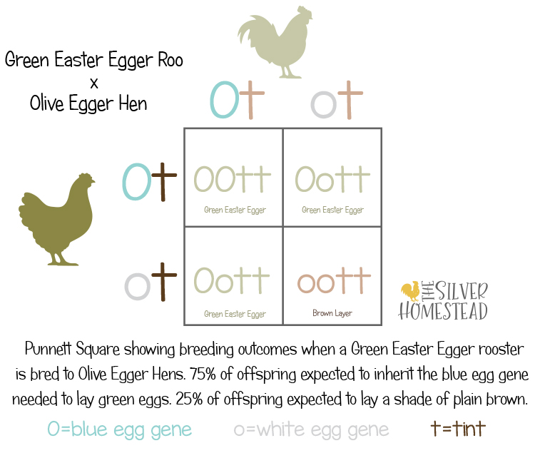 Egg Color Breeding Punnet Squares square green easter egger x olive egger cross