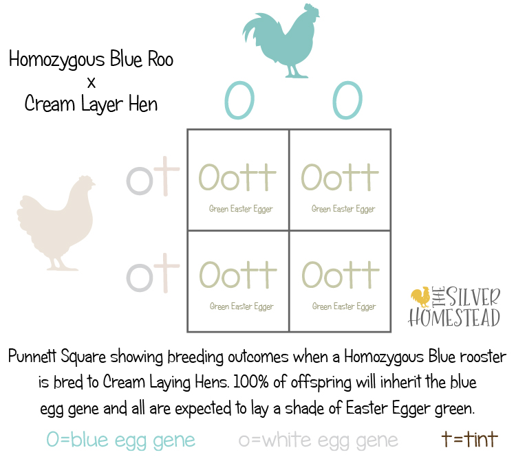 Egg Color Breeding Punnet Squares square homozygous x heterozygous blue olive green moss brown tan tinted egg gene chicken hen rooster hens roos roosters whiting true blue true purebred ameraucana americana Easter Egger teal aqua turquoise sea glass coastal ocean water sea foam crested cream legbar hatchery whitings blues olive egger greenish sage light olivey toned tint cream creamy light