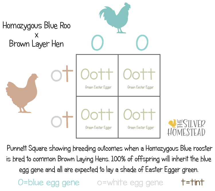 Egg Color Breeding Punnet Squares square homozygous x heterozygous blue olive green moss brown tan tinted egg gene chicken hen rooster hens roos roosters whiting true blue true purebred ameraucana americana Easter Egger teal aqua turquoise sea glass coastal ocean water sea foam crested cream legbar hatchery whitings blues olive egger greenish sage light olivey toned tint 