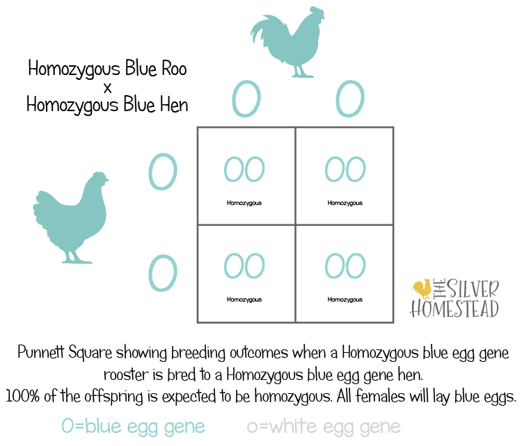 Egg Color Breeding Punnet Squares square homozygous x homozygous blue egg gene chicken cross