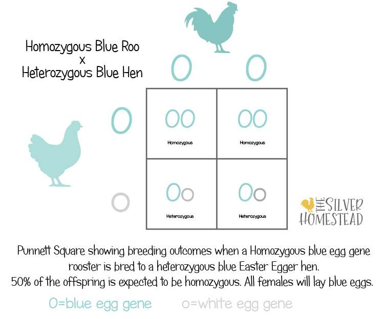 Egg Color Breeding Punnet Squares  homozygous x heterozygous blue egg gene chicken cross