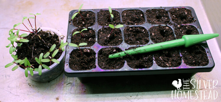 easy indoor seed starting fast cheap backyard vegetable gardening for beginners projects ideas grow veggies fruit seedling tomato hot sweet bell peppers jalapenos kitchen window sun light starts grew big tall leggy help with grow light heat mat starter cup nursery farmers market grower tips trick master gardener secrets to get thick strong hefty productive plants annuals flowers organic fertilizer solo plastic cups inexpensive nursery pots planters trays 1020 10x20 dome lid watering can best smartest food production farm ranch homestead pumpkin watermelon cantaloupe melon squash patch field corn back yard empty lot plot raised bed allotment potting mix charles dowding CD15 module tray