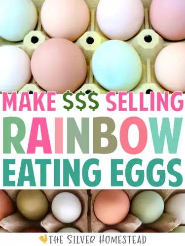 how to sell selling rainbow colored eating eggs selling egg farmers market farm stand roadside road side farmer's markets 