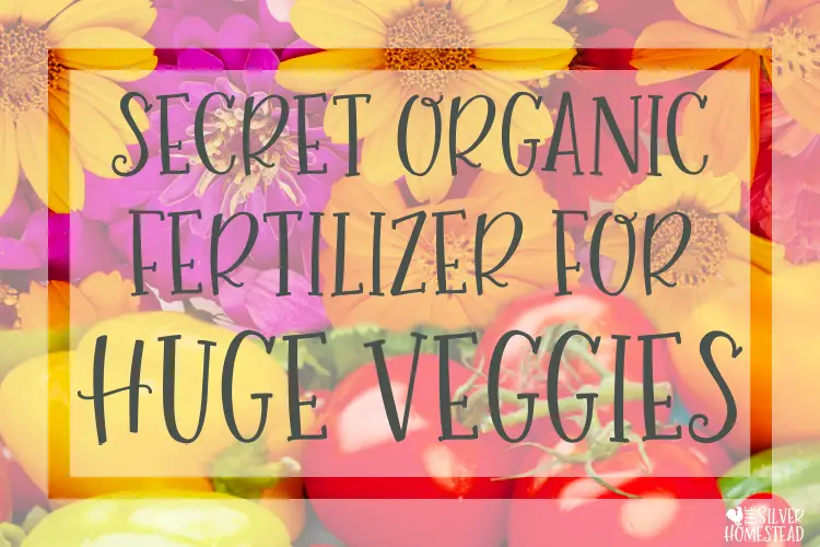 Secret Organic Fertilizer Mix for Huge Garden Veggies