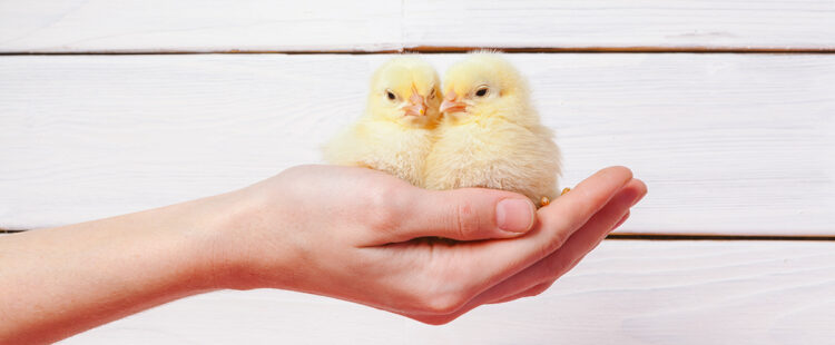 hands holding two yellow chicks