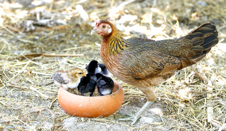 bantam Welsummer hen with chicks