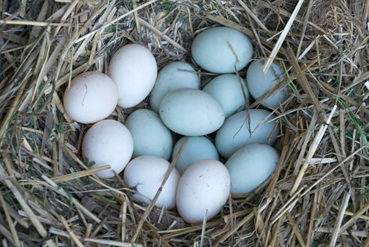 white and blue bantam eggs in a straw nest