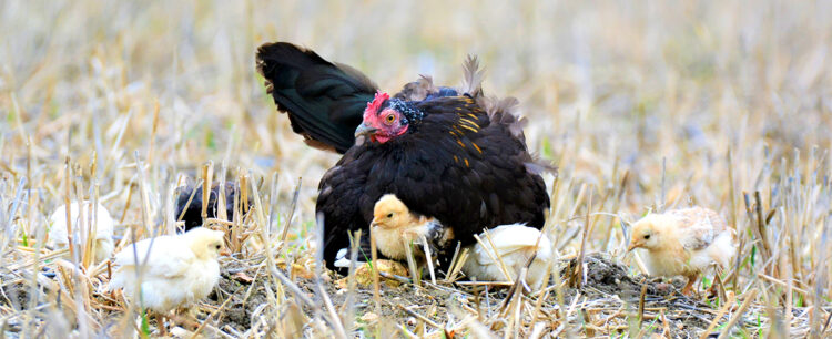bantam hen with chicks in brown grass