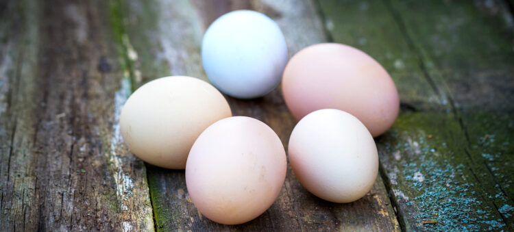 blue pink tinted bantam eggs
