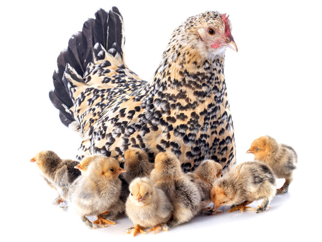 bantam gold & black hen with chicks