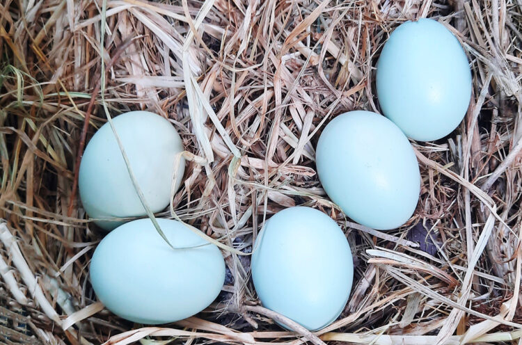 blue chicken eggs in straw nest