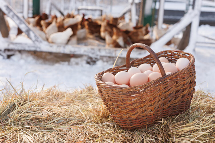 basket of brown chicken eggs outside chicken breeding pen