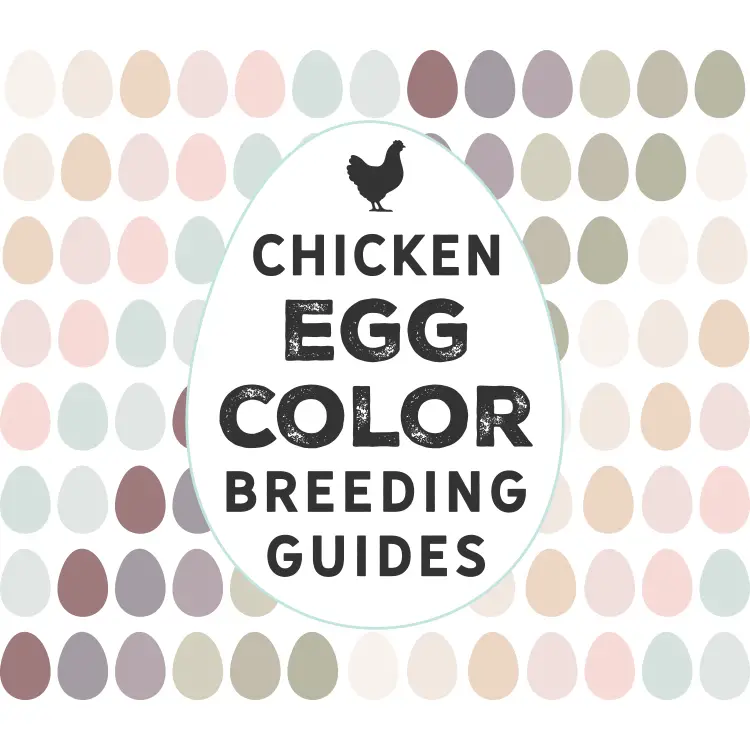 Chicken Breeding Guides