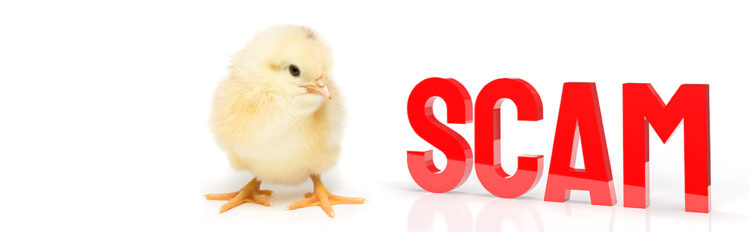 Selling Chicks During a chick Buying Panic scams