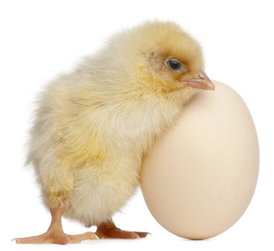 chicken chick and egg